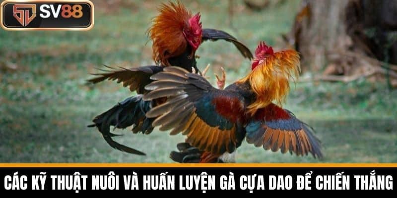Các Kỹ Thuật Nuôi Và Huấn Luyện Gà Cựa Dao Để Chiến Thắng